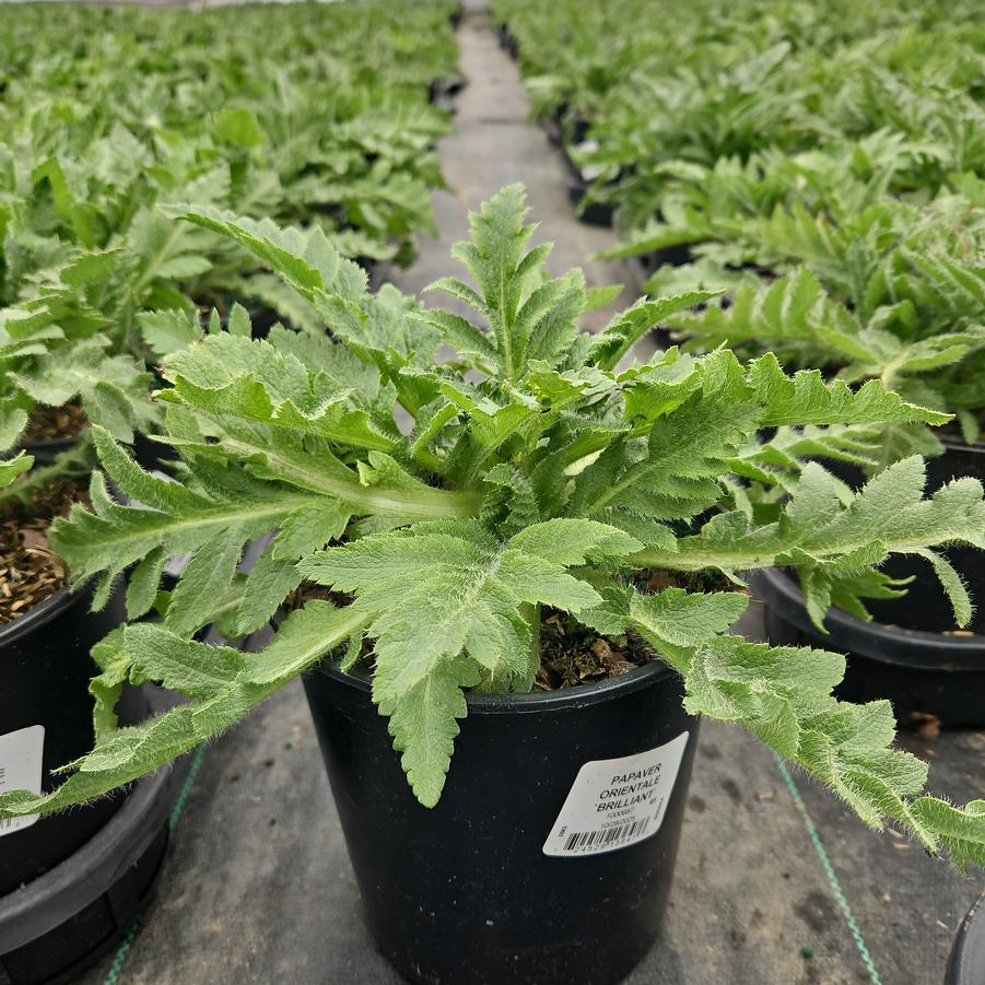 Papaver orientale Brilliant