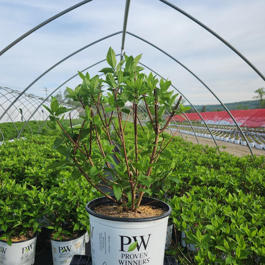 Hydrangea pan. Pinky Winky Prime™