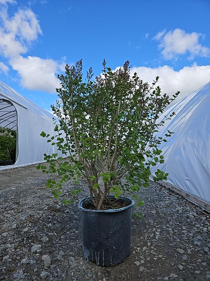 Syringa meyeri Flowerfesta® Purple