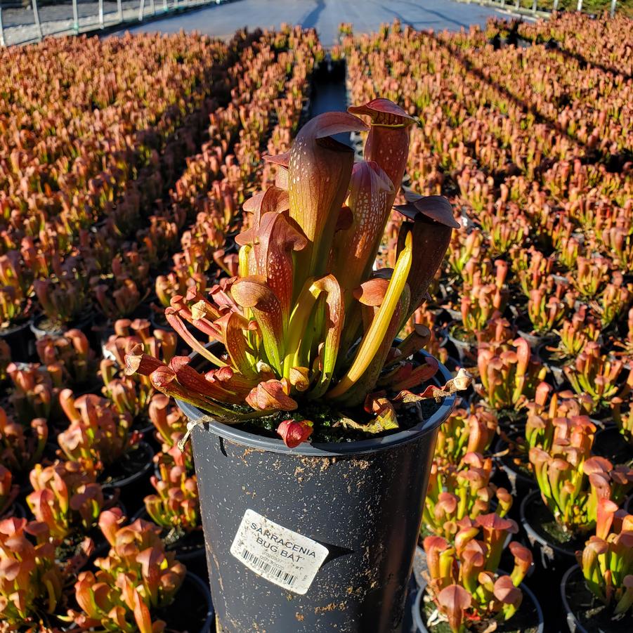Sarracenia 'Bug Bat'