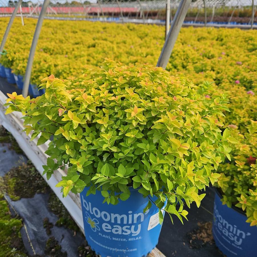 Spiraea japonica Poprocks® Pineapple