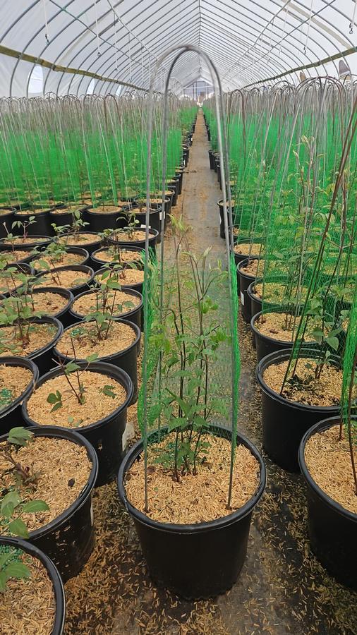 Clematis x 'Rouge Cardinal'