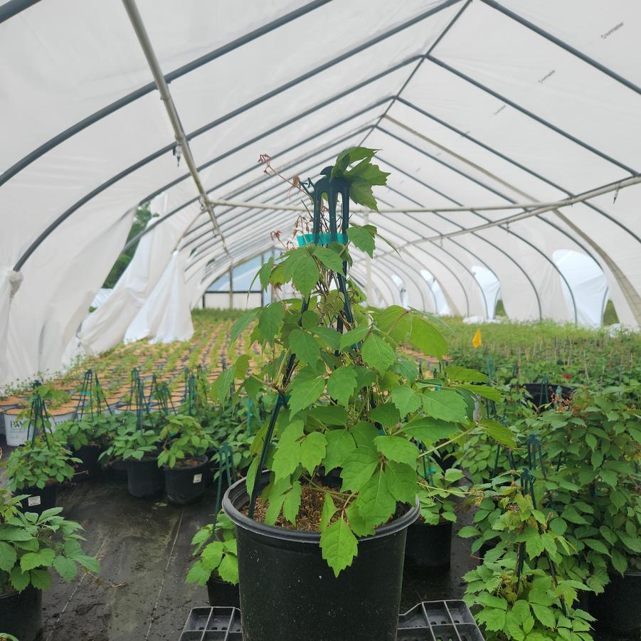 Parthenocissus tricuspidata 
