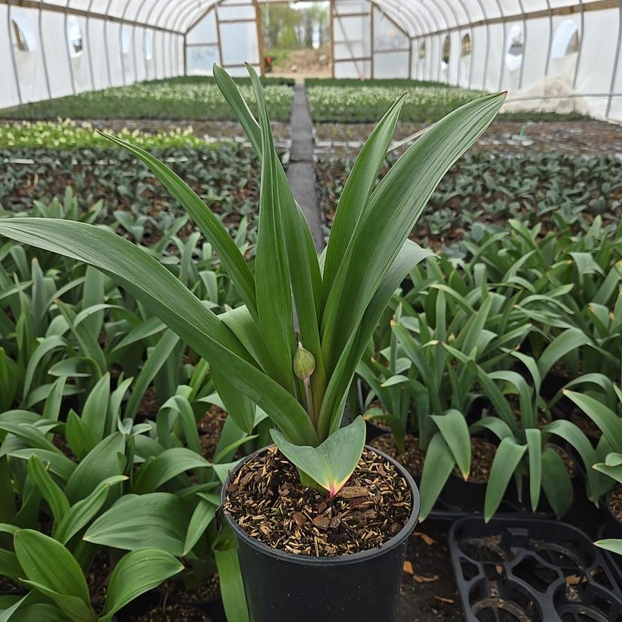 Allium x 'Party Balloons'