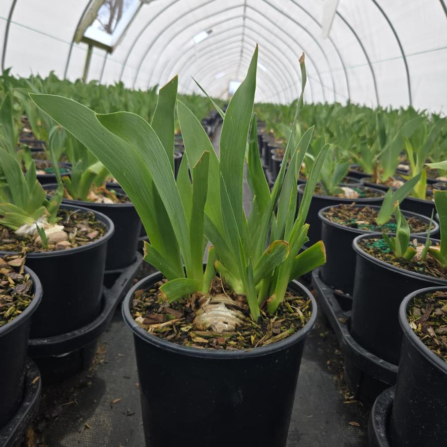 Iris germanica 'Renown'