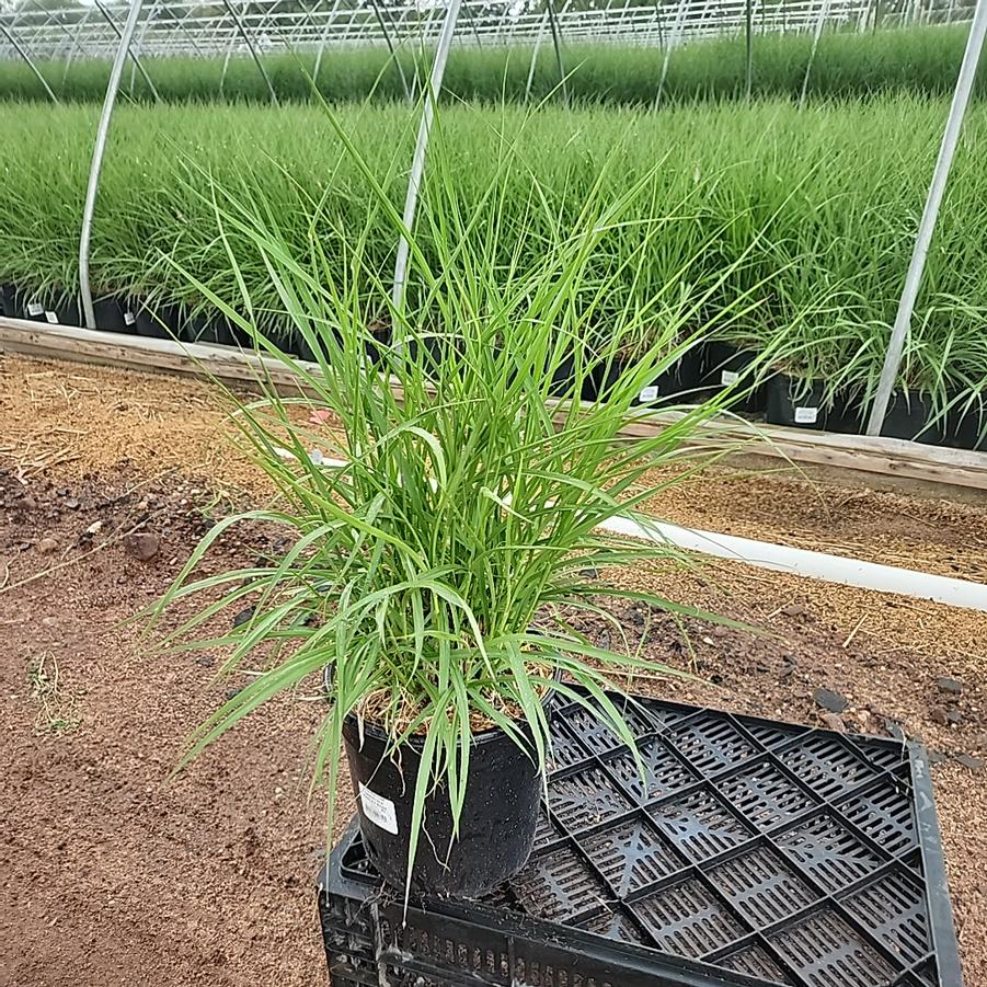 Pennisetum orientale Karley Rose