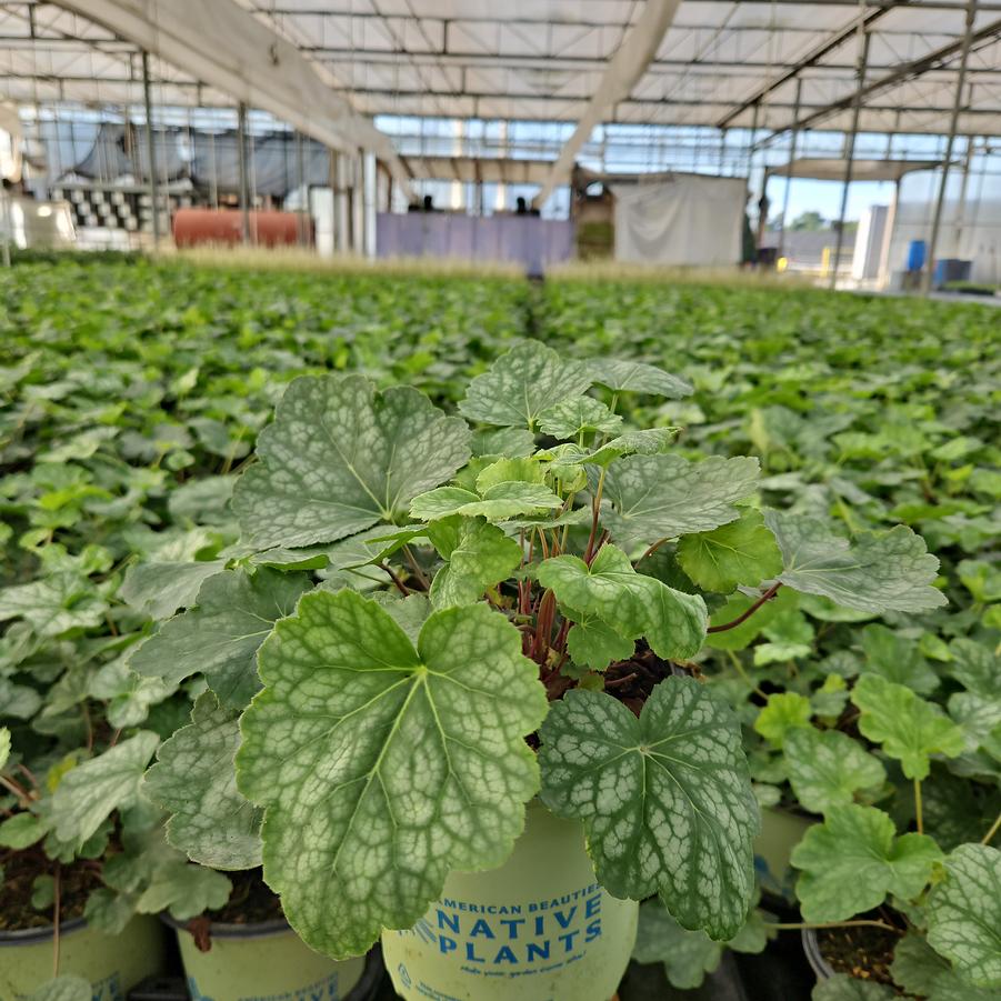 Heuchera americana 