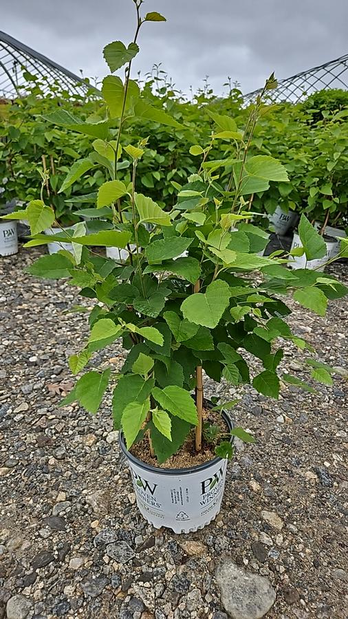Betula x Avalanche™