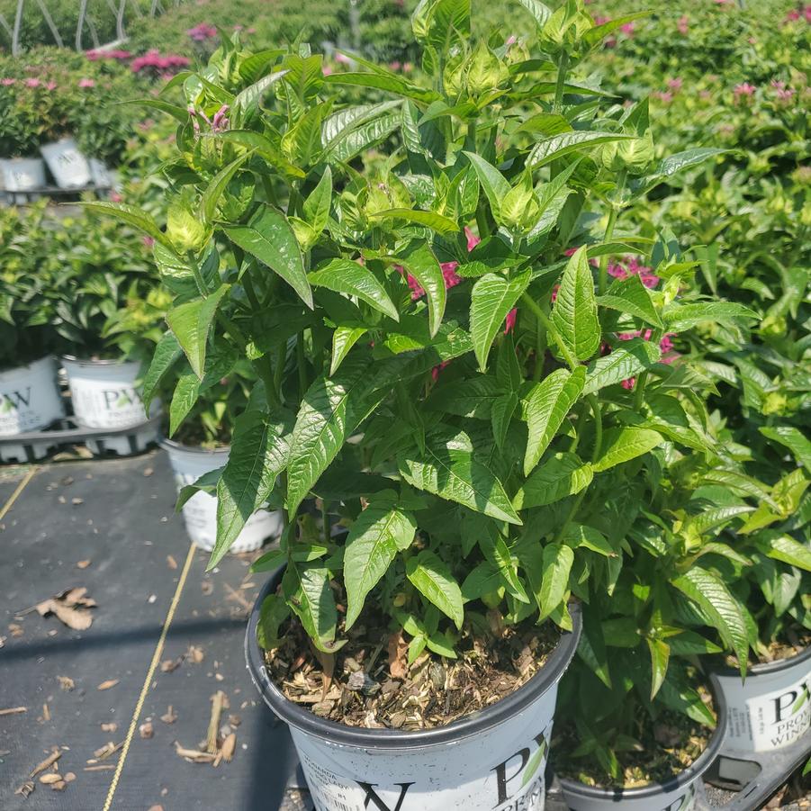 Monarda hybrid 'Leading Lady Pink'