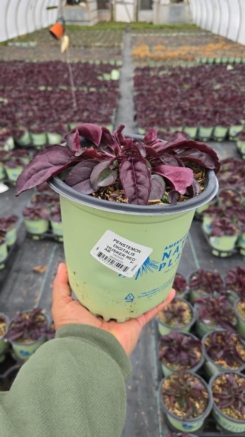Penstemon digitalis Husker Red