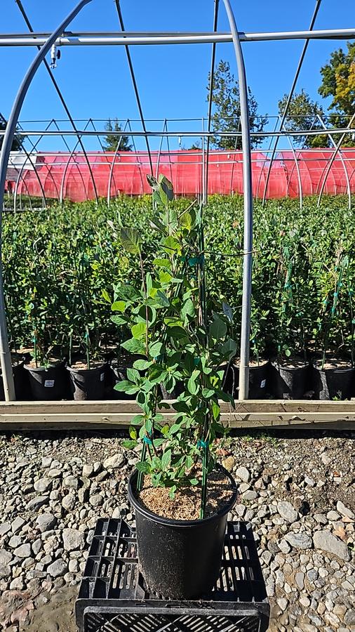 Lonicera x 'Coral Star'