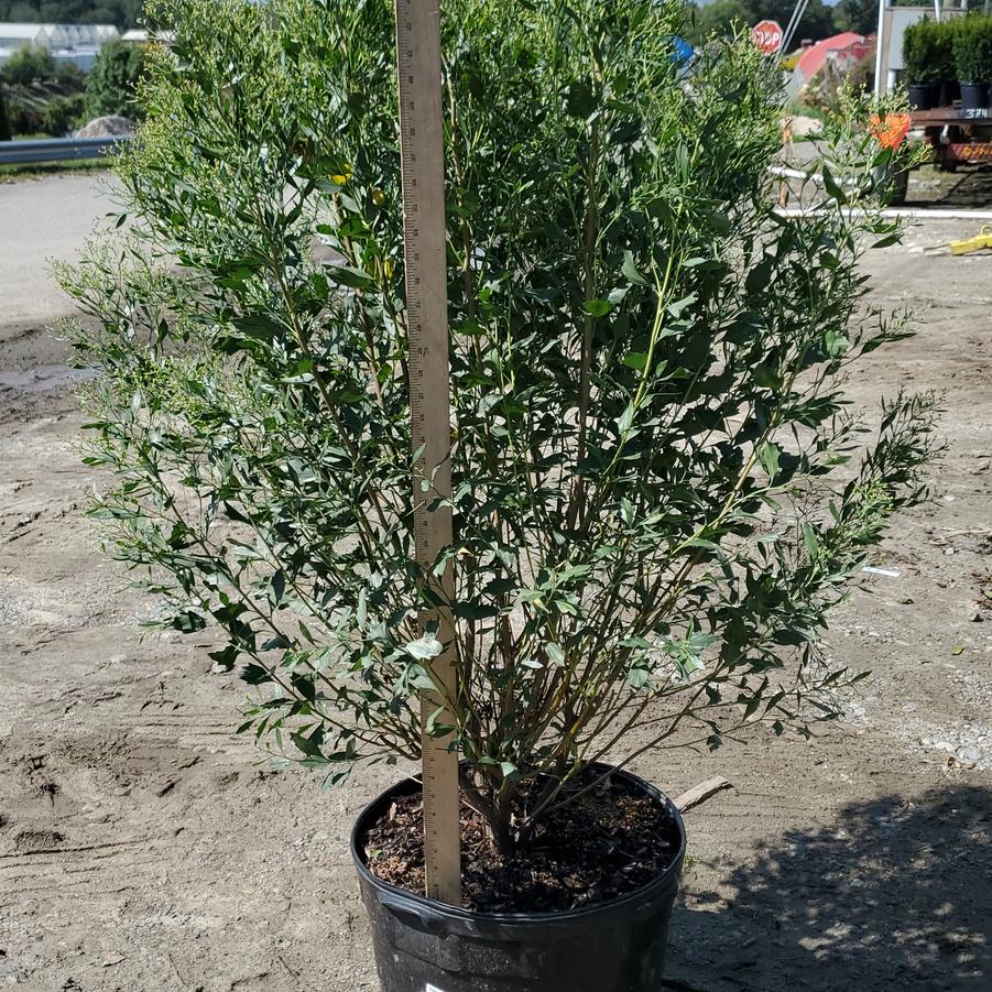 Baccharis halimifolia 