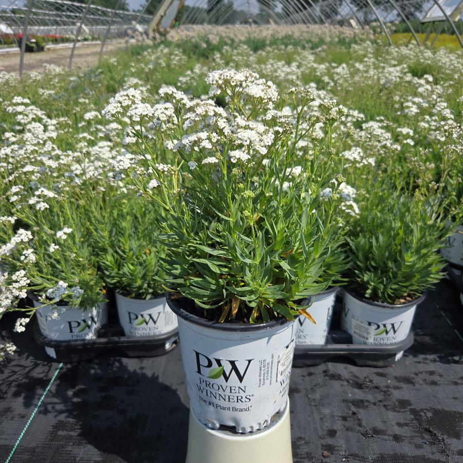 Gypsophila paniculata FESTIVAL STAR®