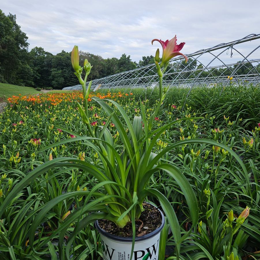 Hemerocallis RAINBOW RHYTHM® 'Blood Sweat and Tears'