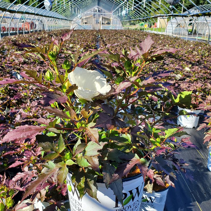 Hibiscus x Summerific® Cookies & Cream