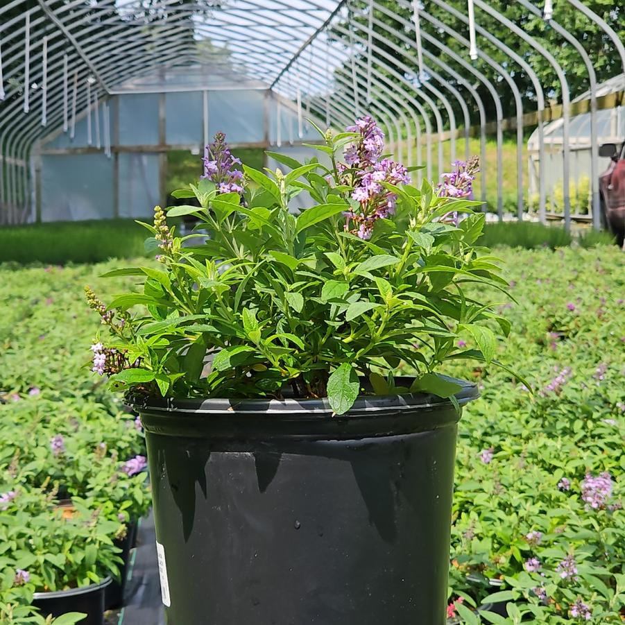 Buddleia davidii Butterfly Candy® Li'l Lavender™