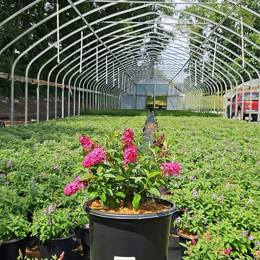 Buddleia davidii Butterfly Candy® Li'l Raspberry™
