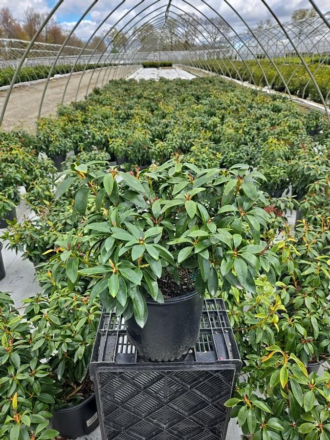 Kalmia latifolia Stoplight