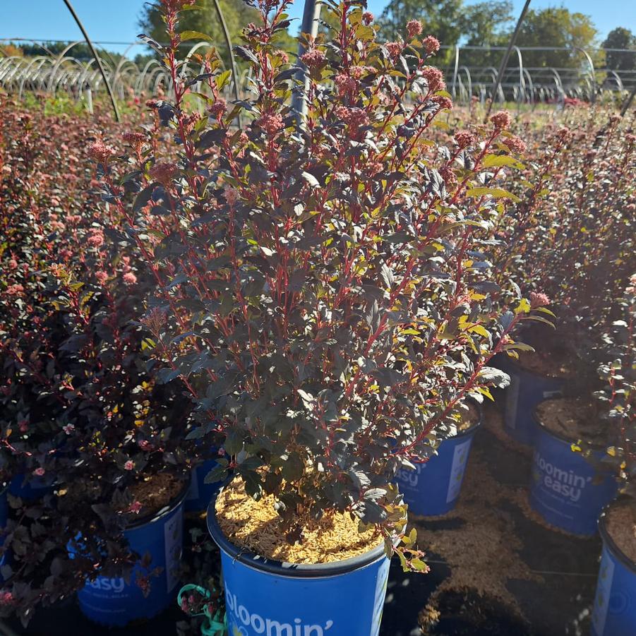 Physocarpus opulifolius Calico Kitty™
