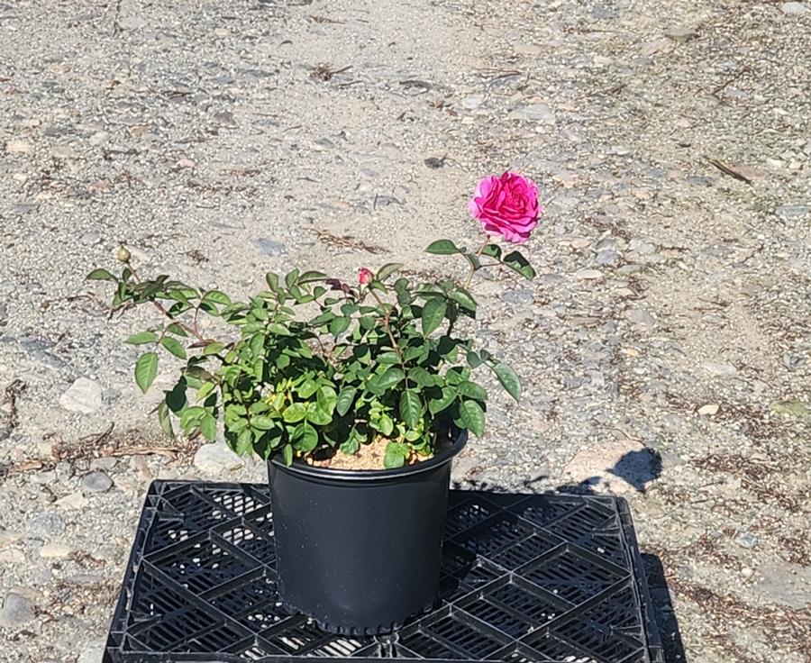 Rosa Showpiece™ Berry