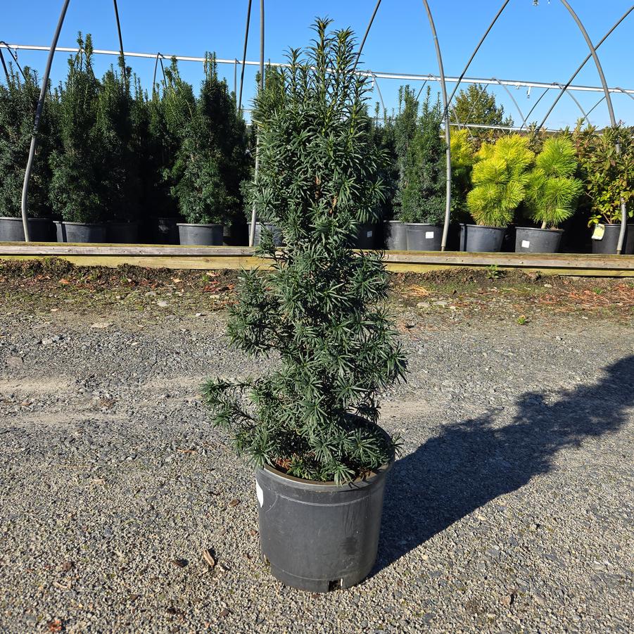 Taxus baccata 'Fastigiata'