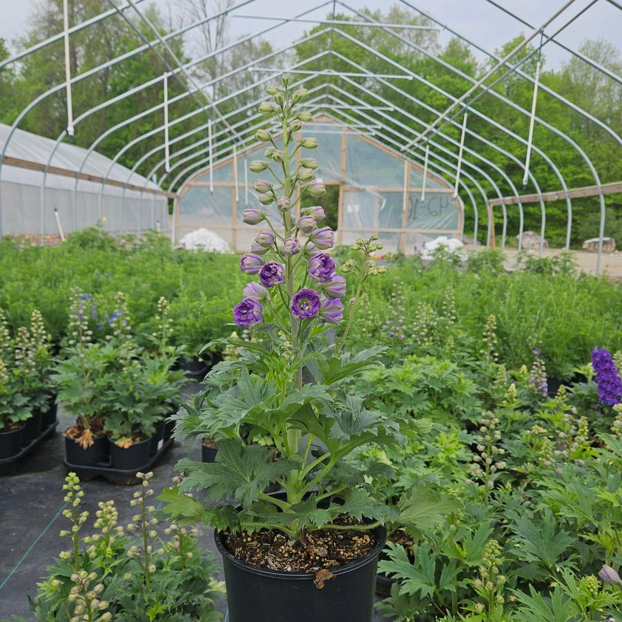 Delphinium Delgenius™ Kingsley