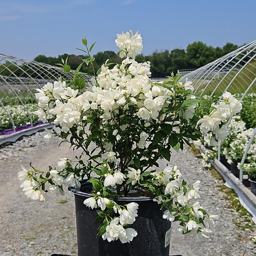 Philadelphus 'Snowbelle'