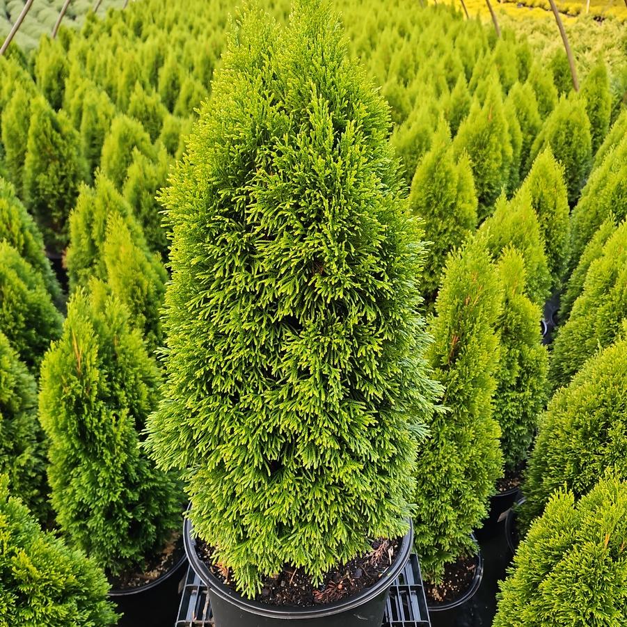 Thuja occidentalis Emerald Petite™