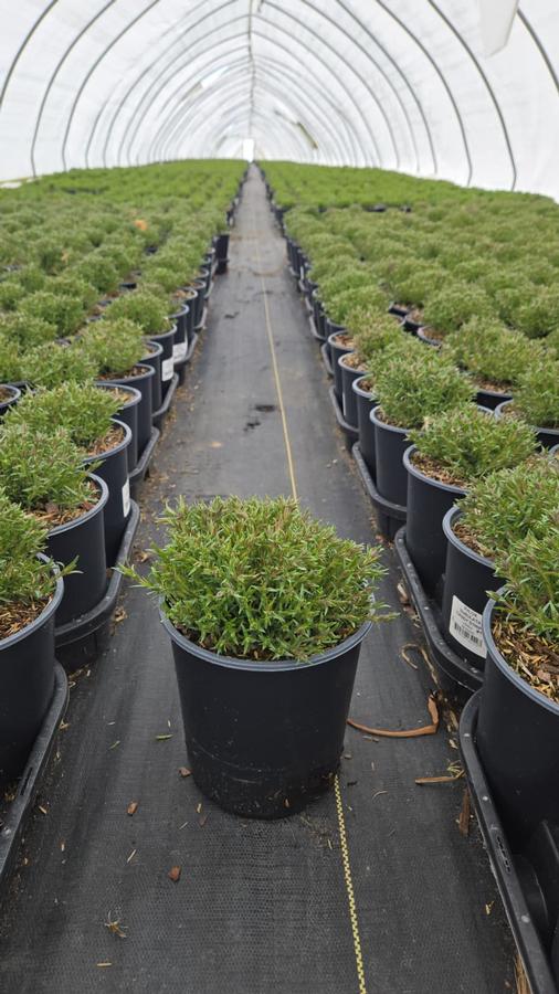 Phlox subulata 'Candy Stripe'