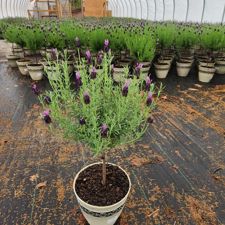 Lavandula stoechas 'Anouk'