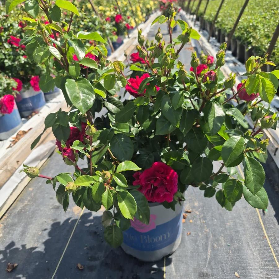 Rosa True Spirit