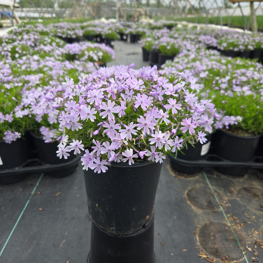 Phlox subulata 'Emerald Blue'
