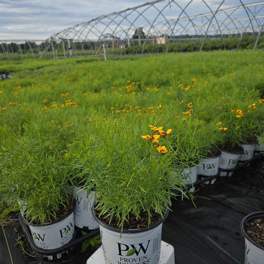 Coreopsis verticillata Designer Threads™ 'Golden Needles'