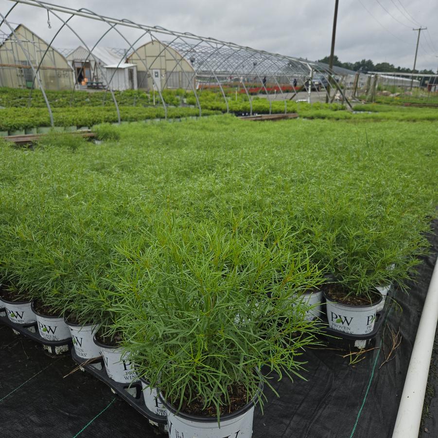 Coreopsis verticillata Designer Threads™ 'Heartstrings'