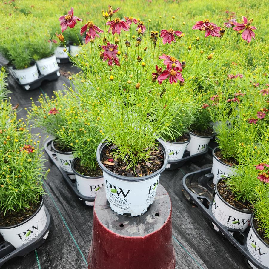 Coreopsis verticillata Designer Threads™ 'Scarlet Ribbons'