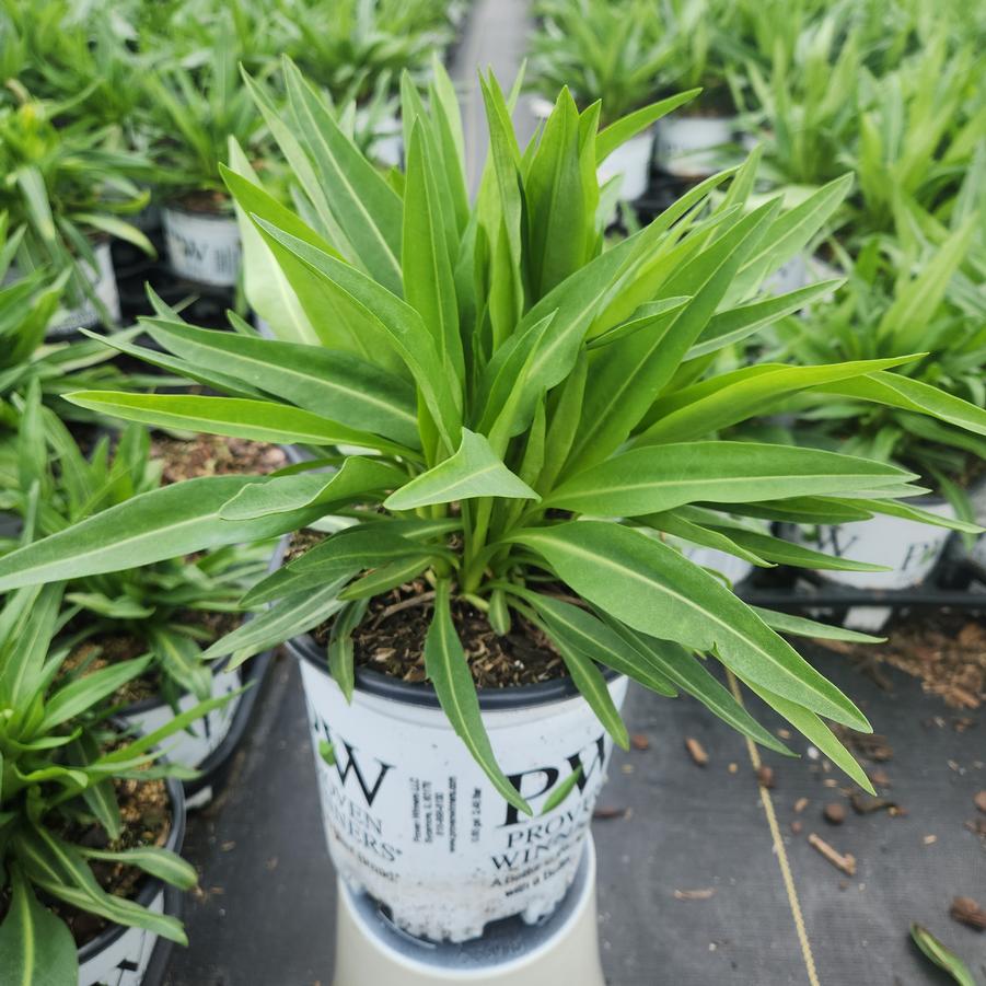 Stokesia laevis TOTALLY STOKED™ 'Riptide'