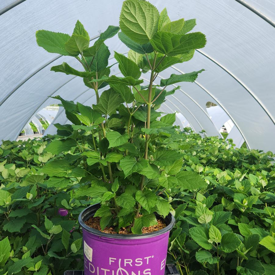 Hydrangea arborescens FlowerFull™