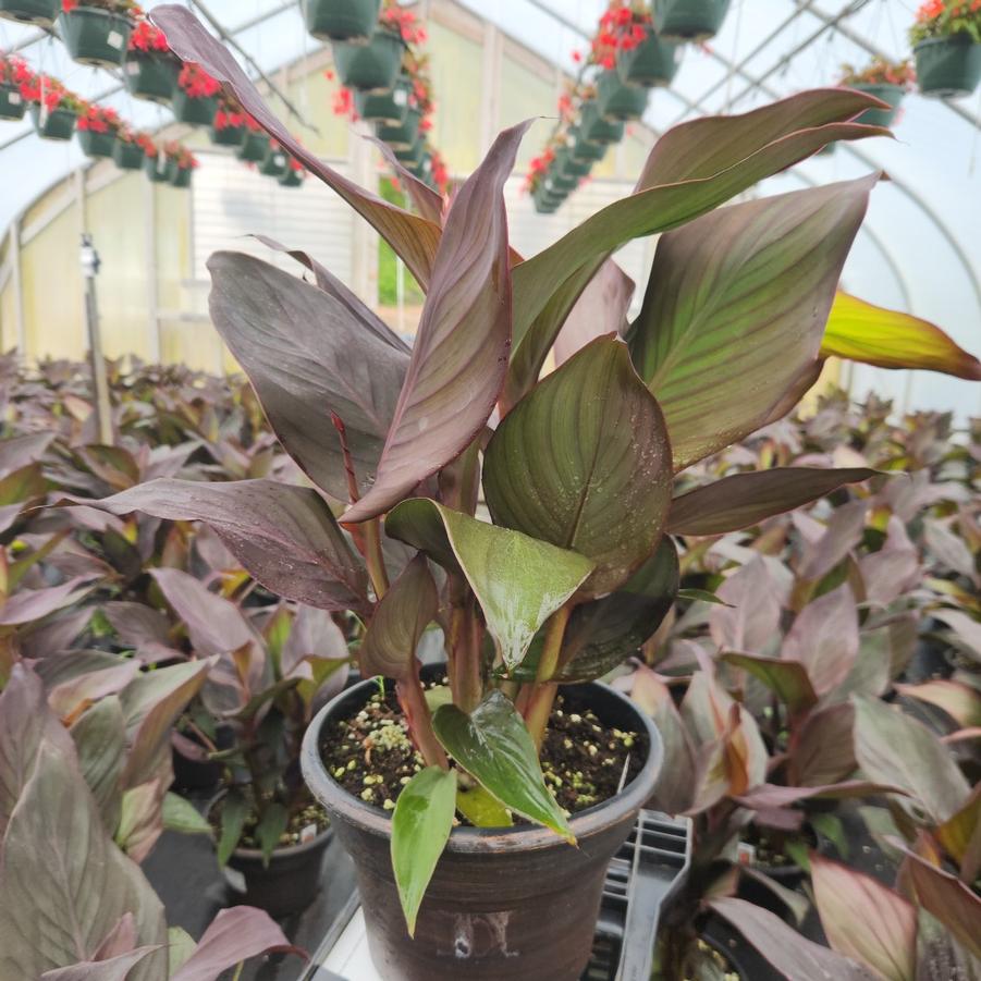Canna x generalis Cannova® Bronze Orange