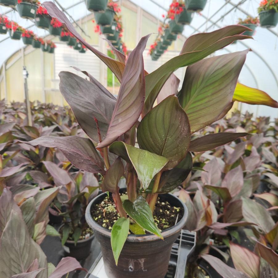 Canna Cannova® Bronze Orange