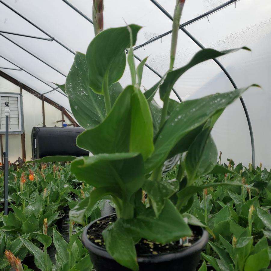Canna x generalis Cannova® Orange Shades