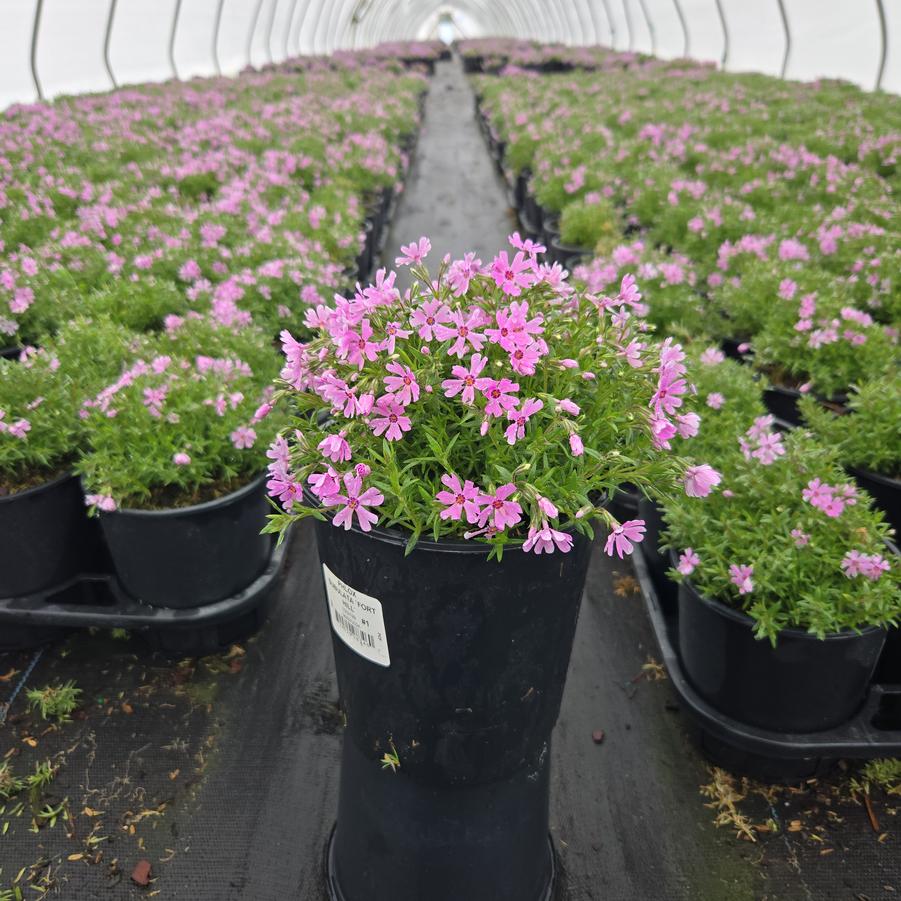 Phlox subulata 'Fort Hill'