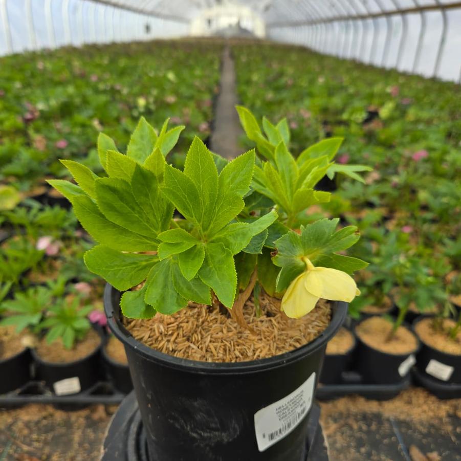 Helleborus Honeymoon® 'California Dreaming'
