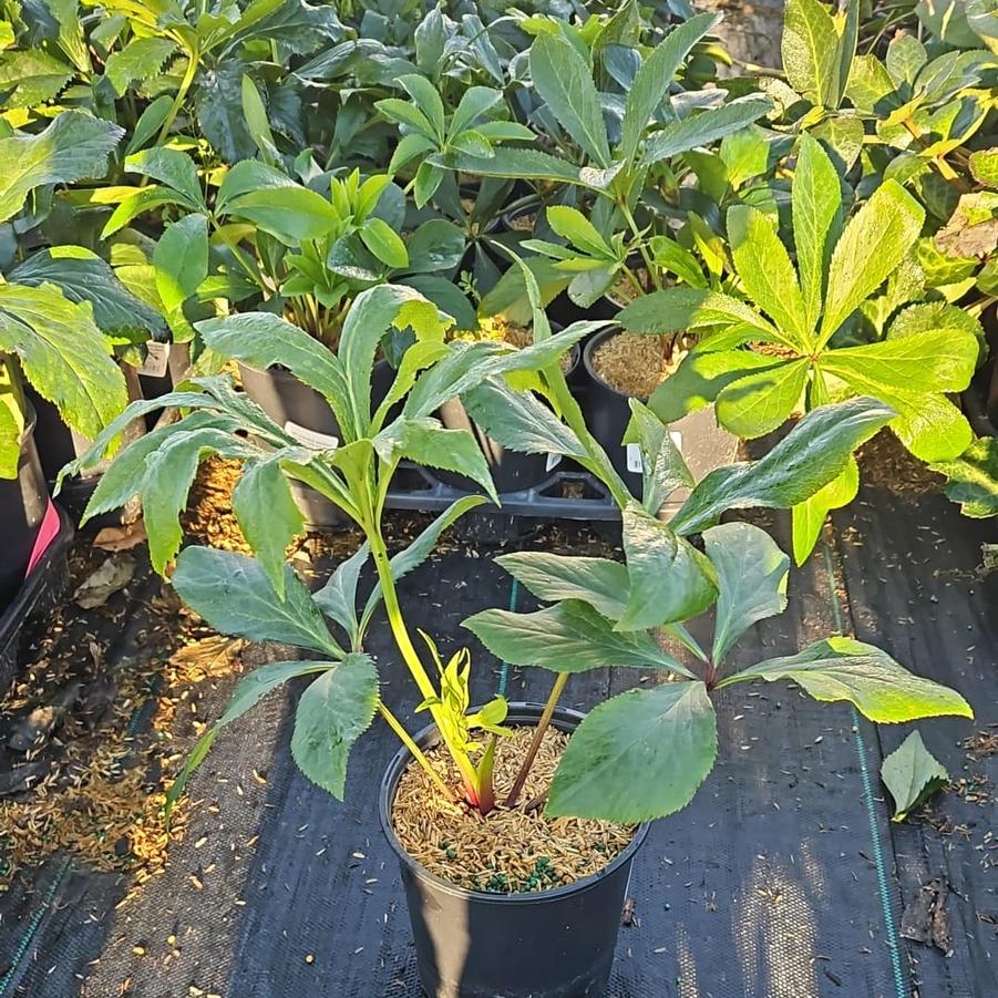 Helleborus Wedding Party® Childhood Sweetheart