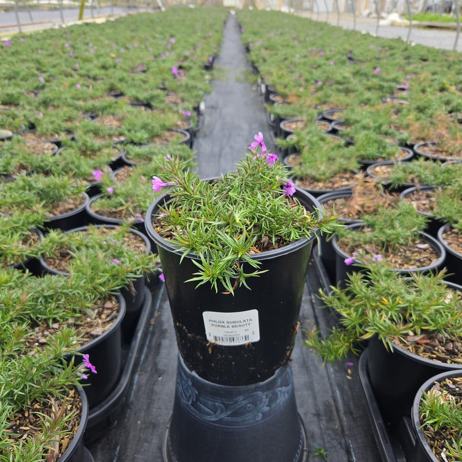 Phlox subulata Purple Beauty