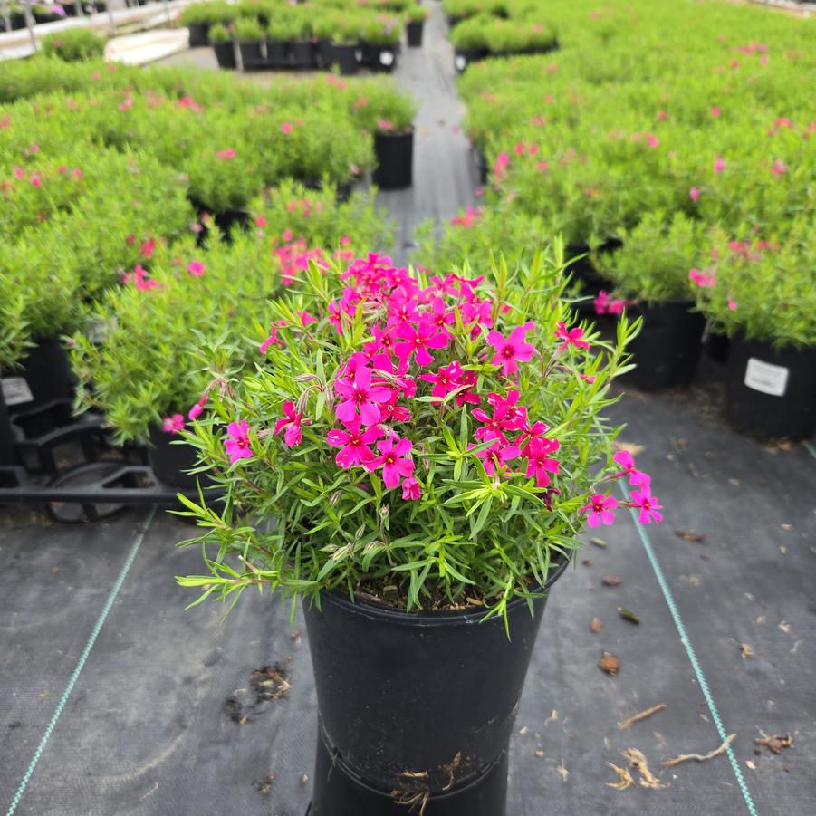 Phlox subulata Scarlet Flame