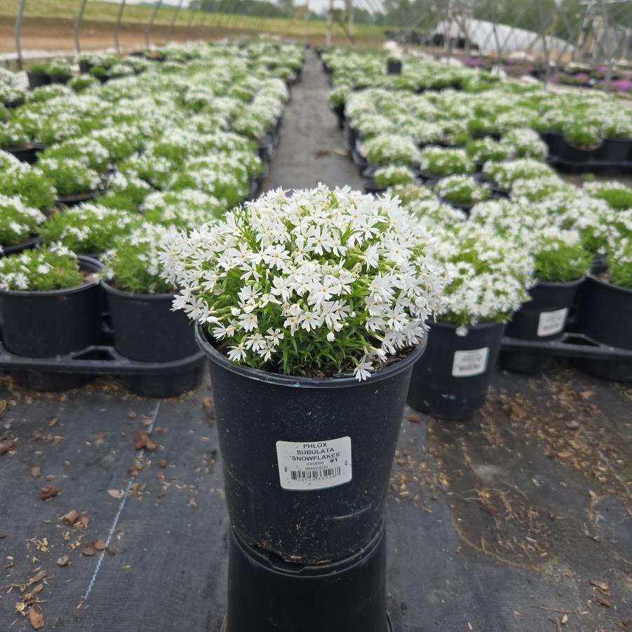 Phlox subulata 'Snowflakes'