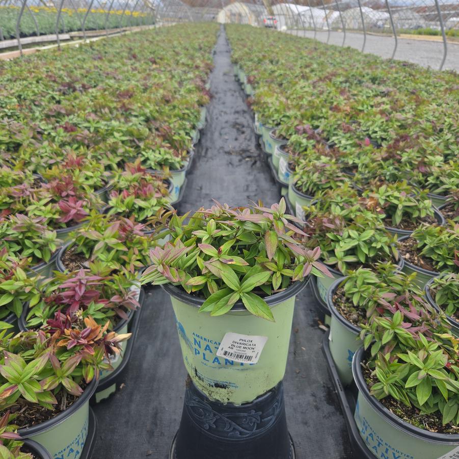 Phlox divaricata 'Blue Moon'