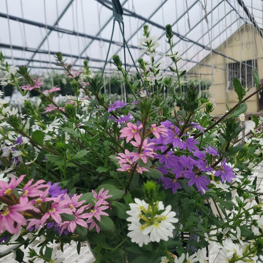Scaevola Bombay® Color Combo