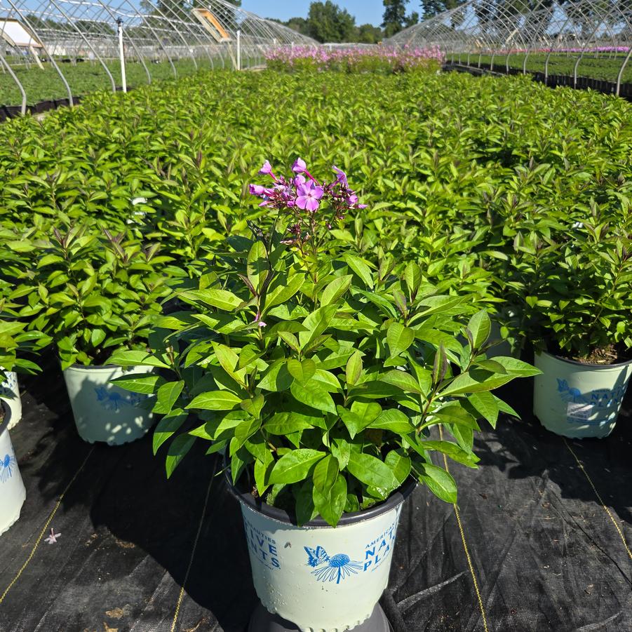Phlox paniculata Blue Paradise