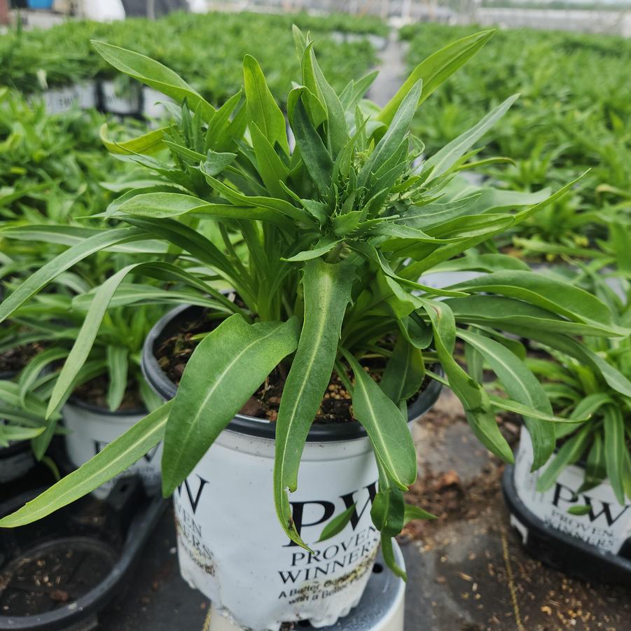 Stokesia laevis TOTALLY STOKED™ 'Whitecaps'